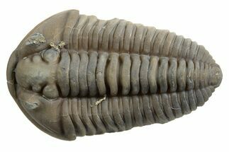 Long Prone Flexicalymene Trilobite - Mt Orab, Ohio #329758