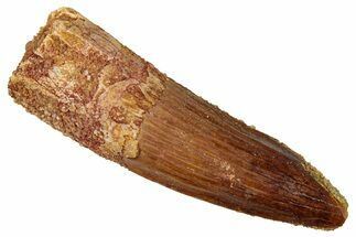 Fossil Spinosaurus Tooth - Real Dinosaur Tooth #329626