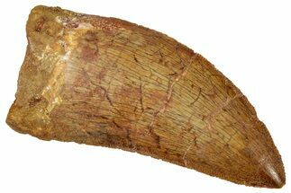 Serrated Carcharodontosaurus Tooth - Real Dinosaur Tooth #329921