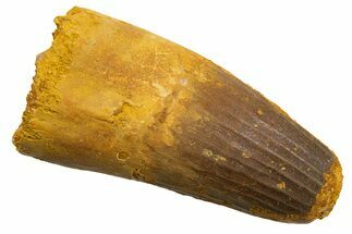 Robust Fossil Spinosaurus Tooth - Feeding Worn Tip #330027