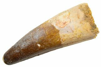 Fossil Spinosaurus Tooth - Real Dinosaur Tooth #330030