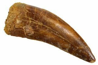 Serrated, Theropod (Deltadromeus?) Tooth - Morocco #329850