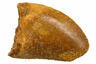 Serrated, Baby Carcharodontosaurus Tooth - Morocco #329864