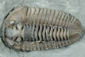 High Quality Flexicalymene From Ohio (#2294) For Sale