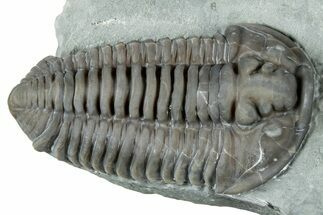 Prone Flexicalymene Trilobite - Mt Orab, Ohio #329791