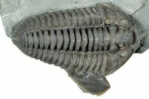 化石 三葉虫 Flexicalymene retrorsa Flexicalymene retrorsa (#999) For Sale - FossilEra.com