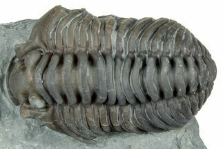 Flexicalymene Trilobite Molt - Mt Orab, Ohio #329801