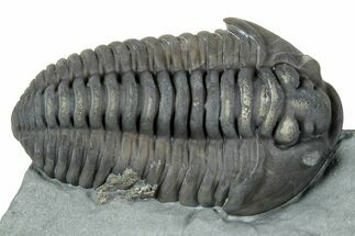 Prone Flexicalymene Trilobite - Mt Orab, Ohio #329802