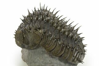 Spiny Drotops Armatus Trilobite - Mrakib, Morocco #330209