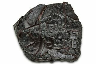 Dragon Scale Stone (Iron, Manganese, Siderite Nodule) #330269