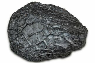 Dragon Scale Stone (Iron, Manganese, Siderite Nodule) #330273