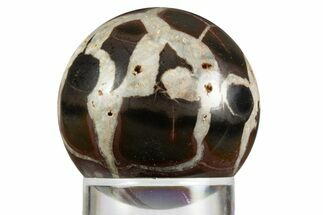 Polished Septarian Nodule Sphere - Morocco #330228