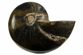 Polished Fossil Nautilus (Cymatoceras) - Unusual Black Color! #329252