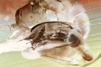 Detailed Fossil Tumbling Flower Beetle (Mordellidae) in Baltic Amber #330628