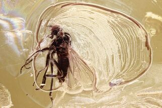 Detailed Fossil Flies (Empididae & Chironomidae) In Baltic Amber #330653
