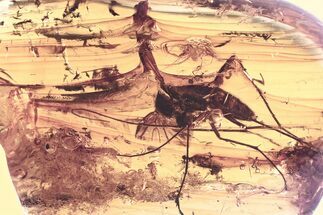 Fossil Fungus Gnat, Flies, Spider, Mite, and Springtails In Amber #330678