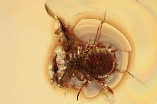 Fossil Pseudoscorpion (Cheiridium hartmanni) In Baltic Amber #330722