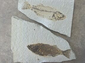 Fish Fossil (Mioplosus) With Pos/Neg - Wyoming #330836
