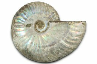 Silver Iridescent Ammonite (Cleoniceras) Fossil - Madagascar #328369