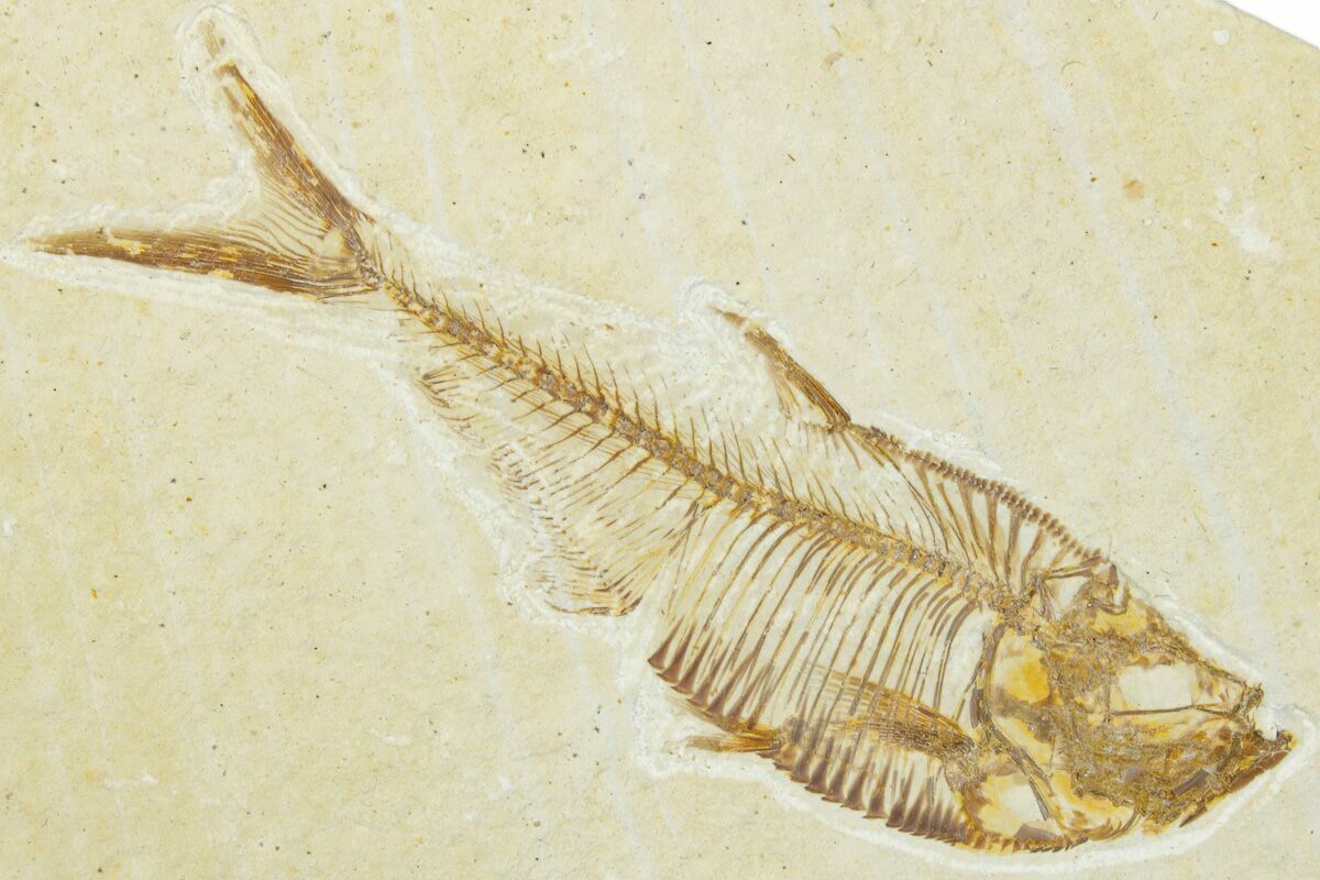化石 Diplomystus 8 1/4 Inch Diplomystus Fish Fossil (18 Inch Layer) (#269