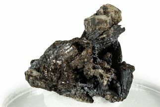 Dark Brown Niobophyllite on Feldspar - Malawi #330860