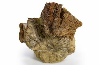 Dinosaur Bone Sections in Sandstone - Wyoming #330910