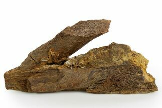 Dinosaur Bone Sections in Sandstone - Wyoming #330908