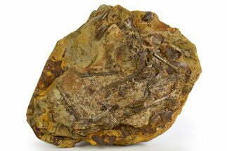 Triceratops Tooth with Hadrosaur Tooth, Tendons & Bones - Wyoming #330918