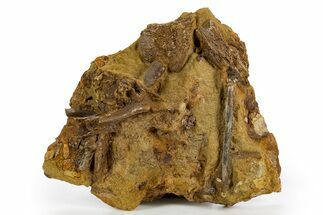 Fossil Dinosaur Bones & Ossified Tendons in Sandstone - Wyoming #330919