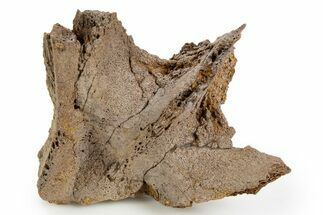 Hadrosaur (Edmontosaurus?) Dorsal Vertebra Section - Wyoming #330897