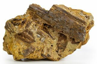 Dinosaur Bone Sections and Tooth in Sandstone - Wyoming #330914