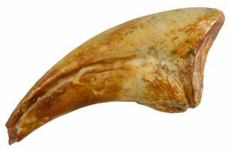 Fossil Alvarezsaurid Theropod (Trierarchuncus) Hand Claw - Montana #330933
