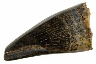 Tyrannosaur (Nanotyrannus) Premax Tooth - Montana #330935