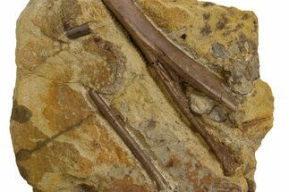 Fossil Hadrosaur Chevron Bone and Tendon in Sandstone - Wyoming #330983