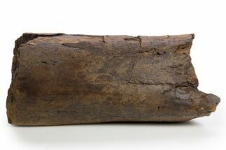 Fossil Hadrosaur (Edmontosaurus) Femur Section - Wyoming #330982