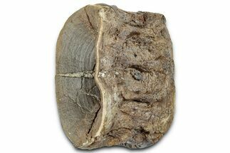 Cretaceous Fossil Ray-Finned Fish (Xiphactinus) Vertebra - Kansas #331048