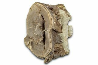 Cretaceous Fossil Ray-Finned Fish (Xiphactinus) Vertebra - Kansas #331052