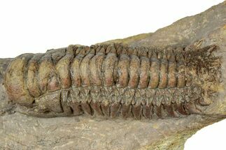 Colorful Crotalocephalina Trilobite - Atchana, Morocco #331018
