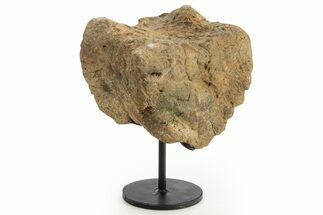 Fossil Hadrosaur Vertebra Centrum w/ Metal Stand - South Dakota #331130