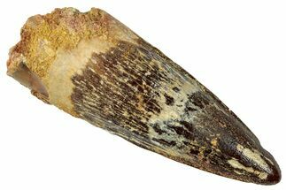 Fossil Spinosaurus Tooth - Real Dinosaur Tooth #331281