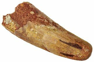 Fossil Spinosaurus Tooth - Feeding Worn Tip #331284