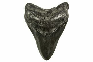 Fossil Megalodon Tooth - South Carolina #331499