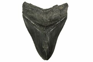 Fossil Megalodon Tooth - South Carolina #331517