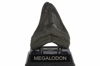 Serrated, Fossil Megalodon Tooth - South Carolina #331620