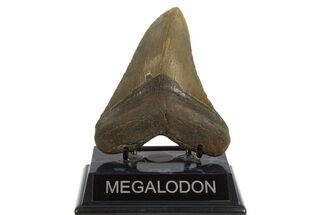 Fossil Megalodon Tooth - North Carolina #331632