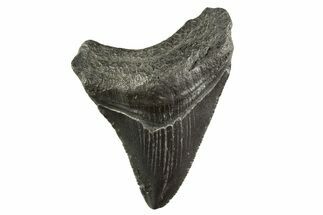 Serrated, Juvenile Megalodon Tooth - South Carolina #331454