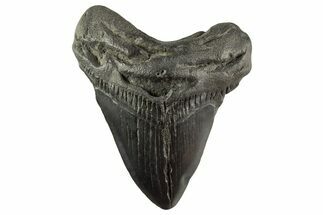 Fossil Megalodon Tooth - South Carolina #331471