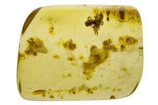 Polished Colombian Copal ( g) - Contains Termites! #331648