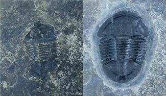 Near Perfect Asaphiscus Trilobite - U-Dig Quarry #2916