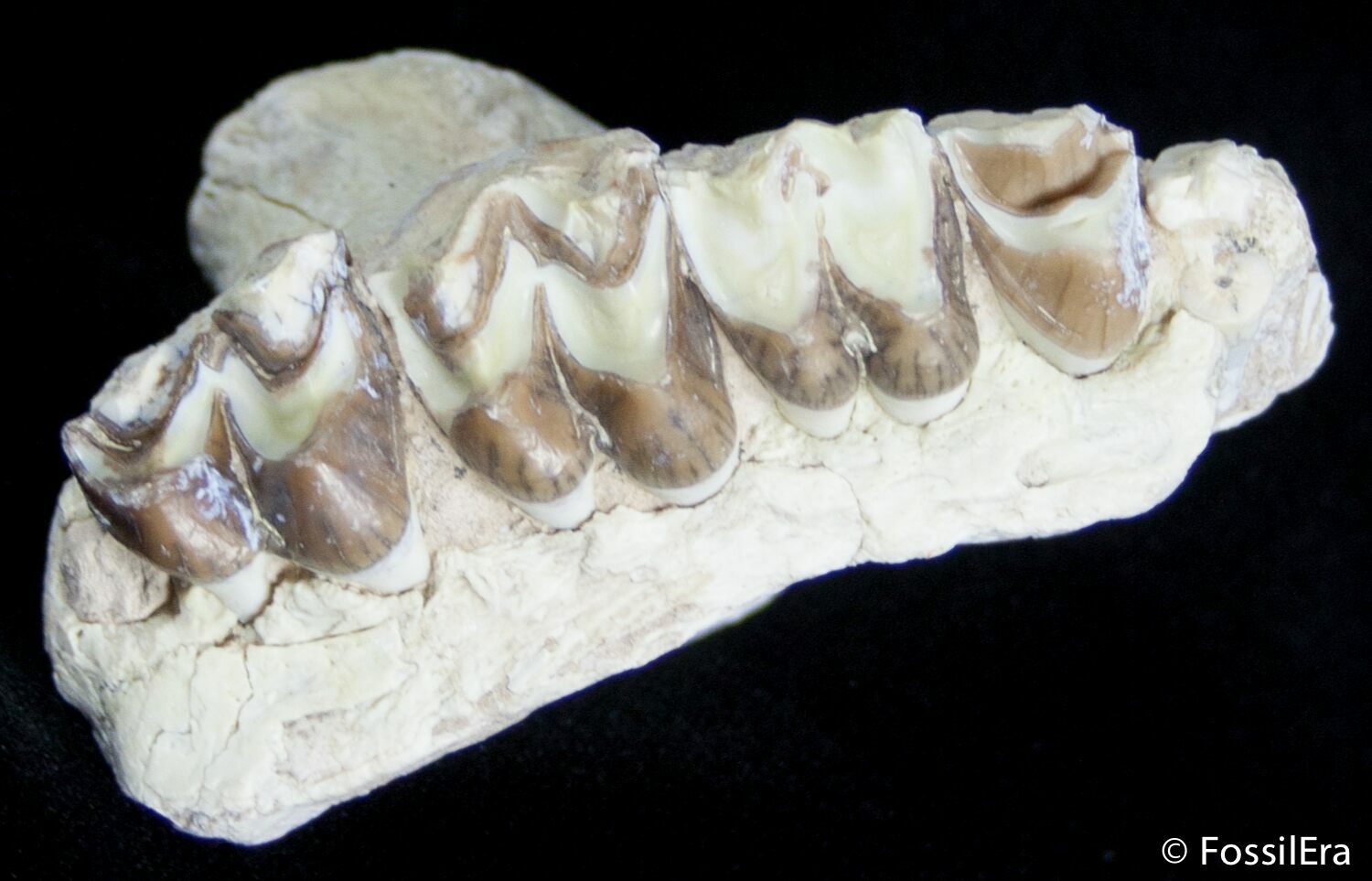 OREODONT JAW and TEETH fossil